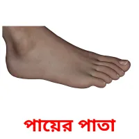 পায়ের পাতা picture flashcards