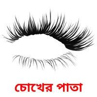 চোখের পাতা flashcards illustrate