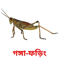 গঙ্গা-ফড়িং карточки энциклопедических знаний