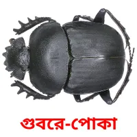 গুবরে-পোকা карточки энциклопедических знаний