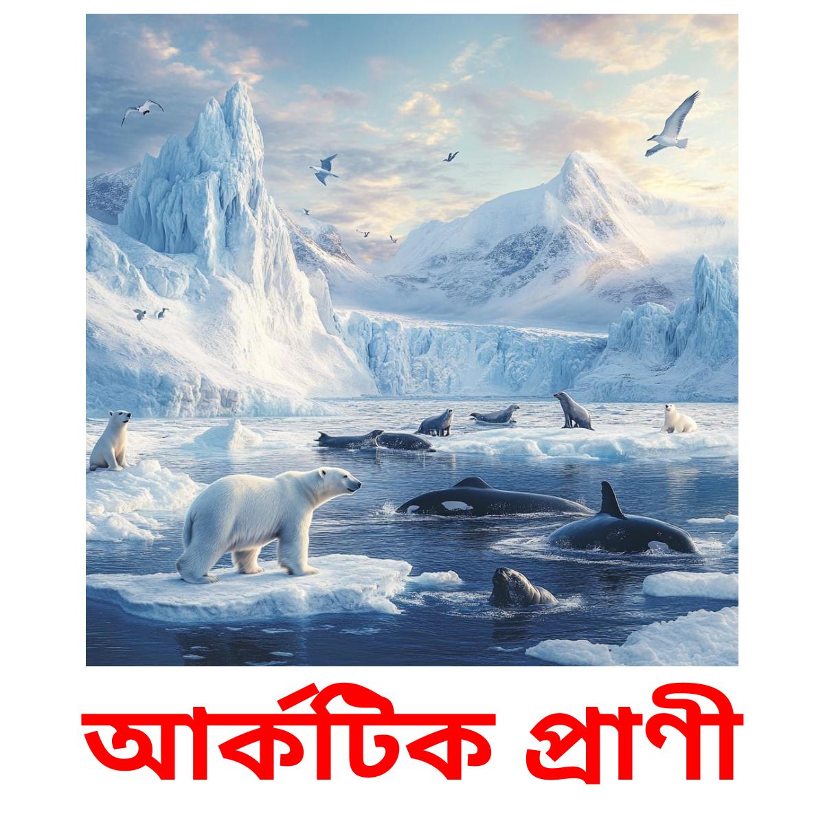 আর্কটিক প্রাণী Bildkarteikarten