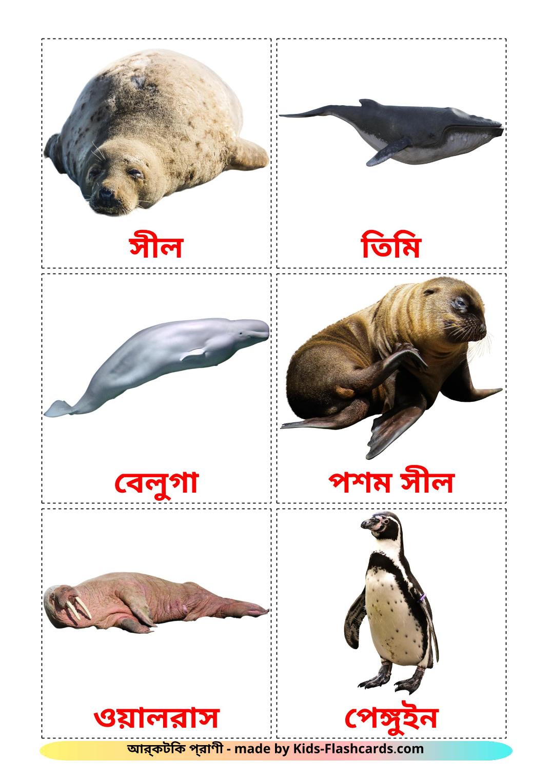 Arctic animals - 14 Free Printable bengali Flashcards 