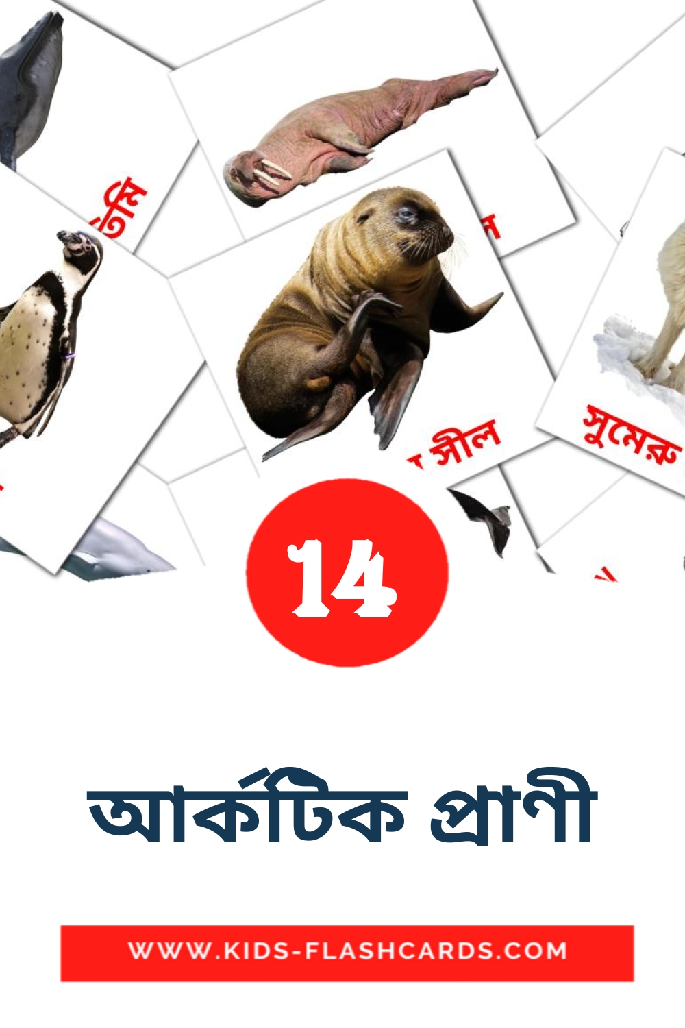 14 আর্কটিক প্রাণী Picture Cards for Kindergarden in bengali