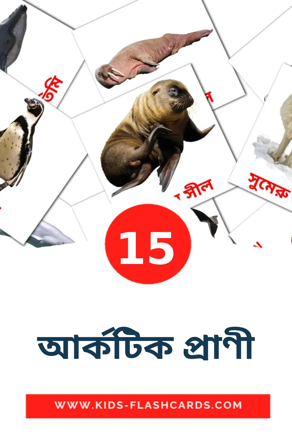 আর্কটিক প্রাণী на бенгальском для Детского Сада (15 карточек)