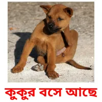 কুকুর বসে আছে Bildkarteikarten