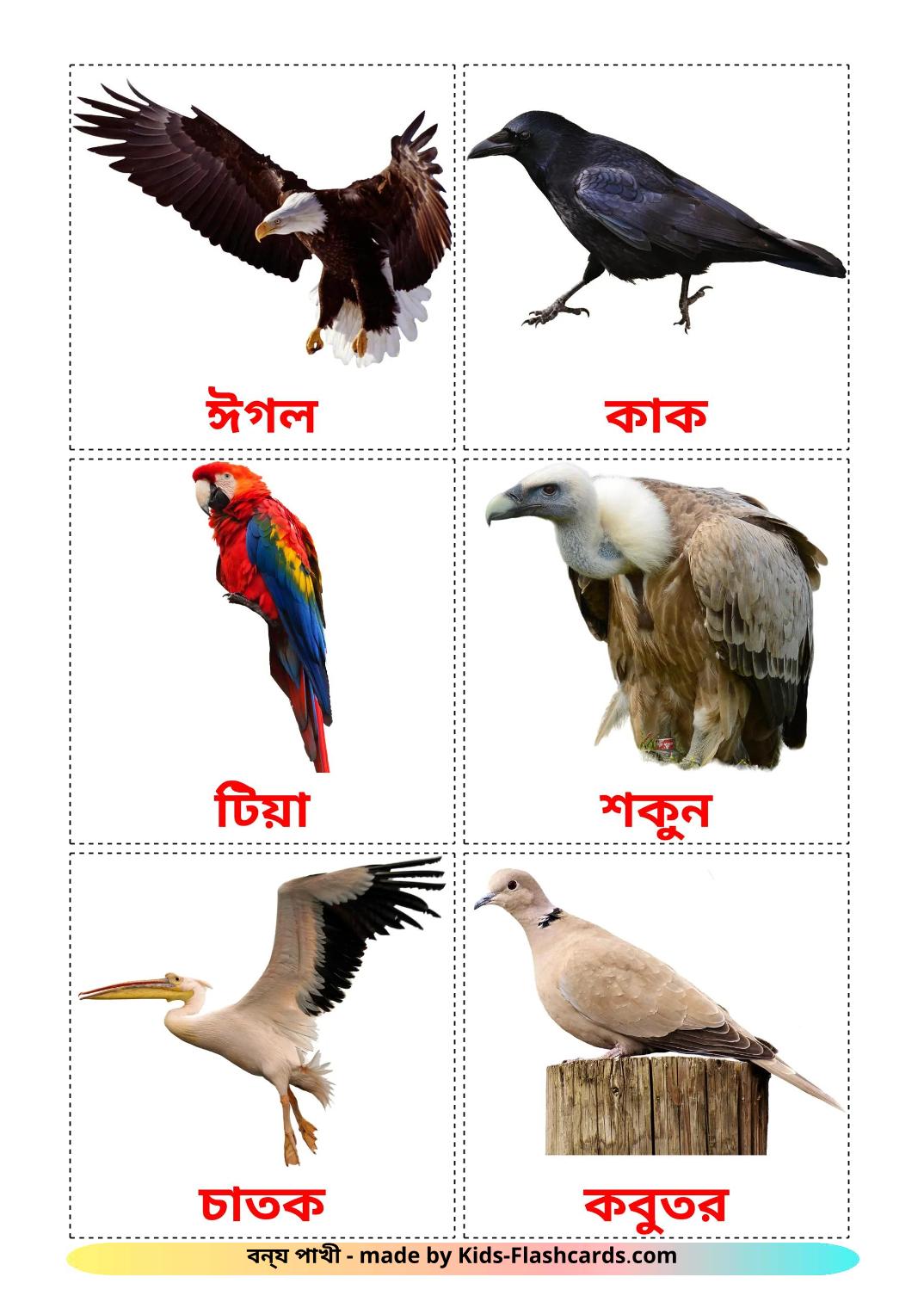 Les Oiseaux Sauvages - 19 Flashcards bengali imprimables gratuitement