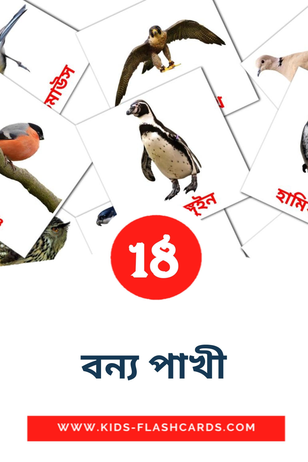 18 বন্য পাখী Picture Cards for Kindergarden in bengali