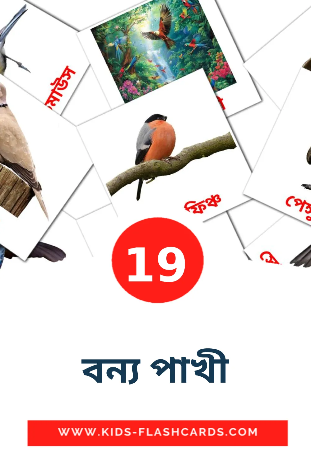 19 cartes illustrées de বন্য পাখী pour la maternelle en bengali