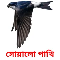 সোয়ালো পাখি cartes flash