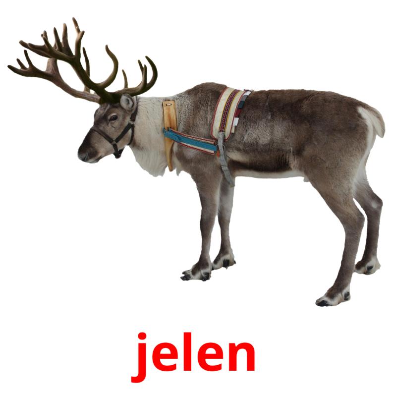 jelen picture flashcards