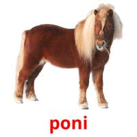 poni flashcards illustrate