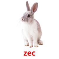 zec flashcards illustrate