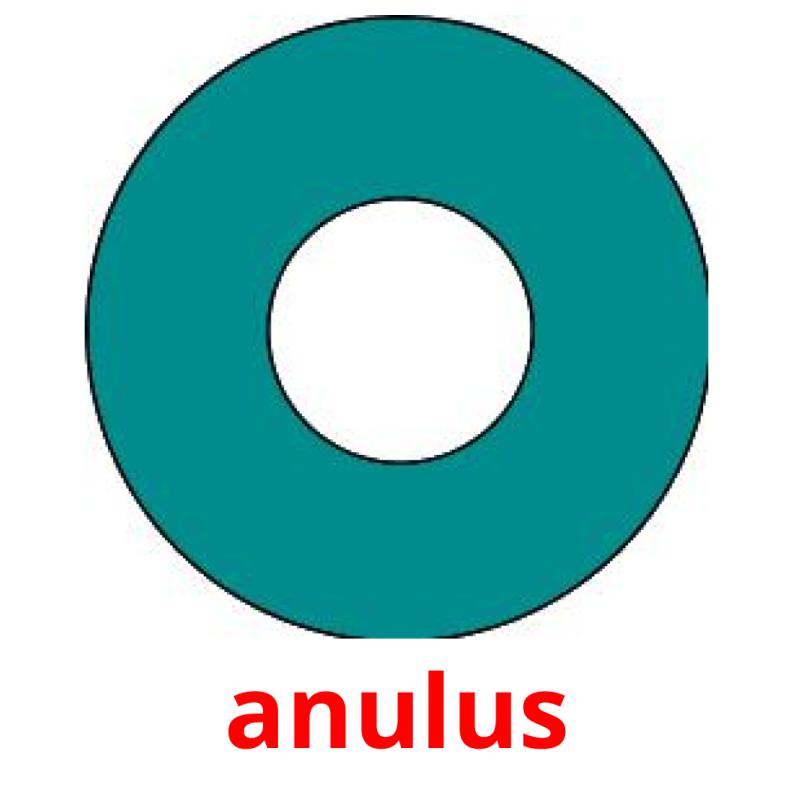 anulus picture flashcards