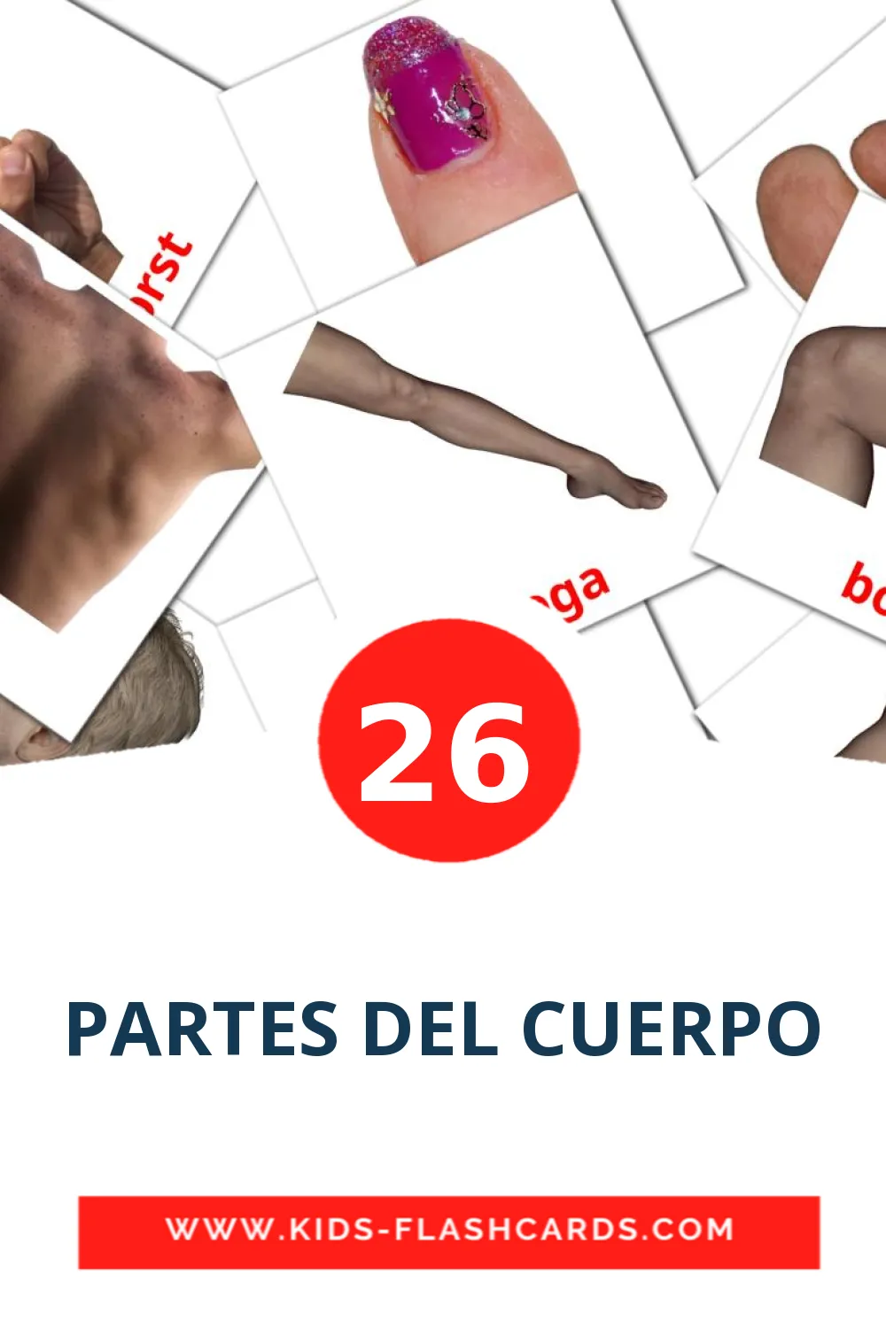 26 PARTES DEL CUERPO Picture Cards for Kindergarden in bosnian