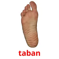 taban picture flashcards