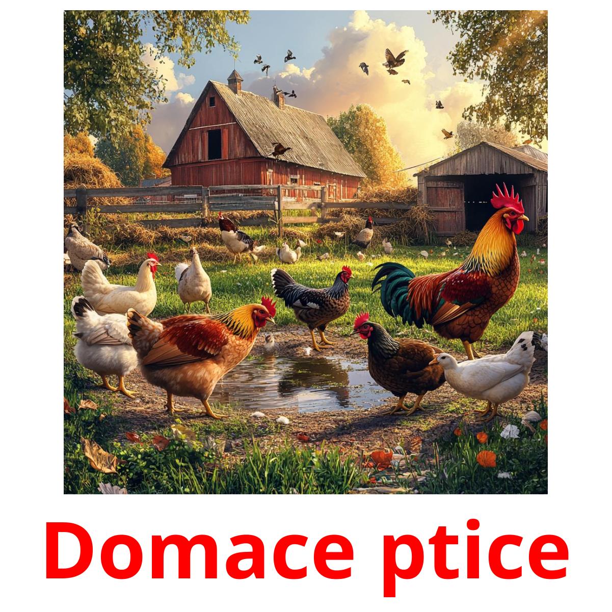 Domace ptice ansichtkaarten