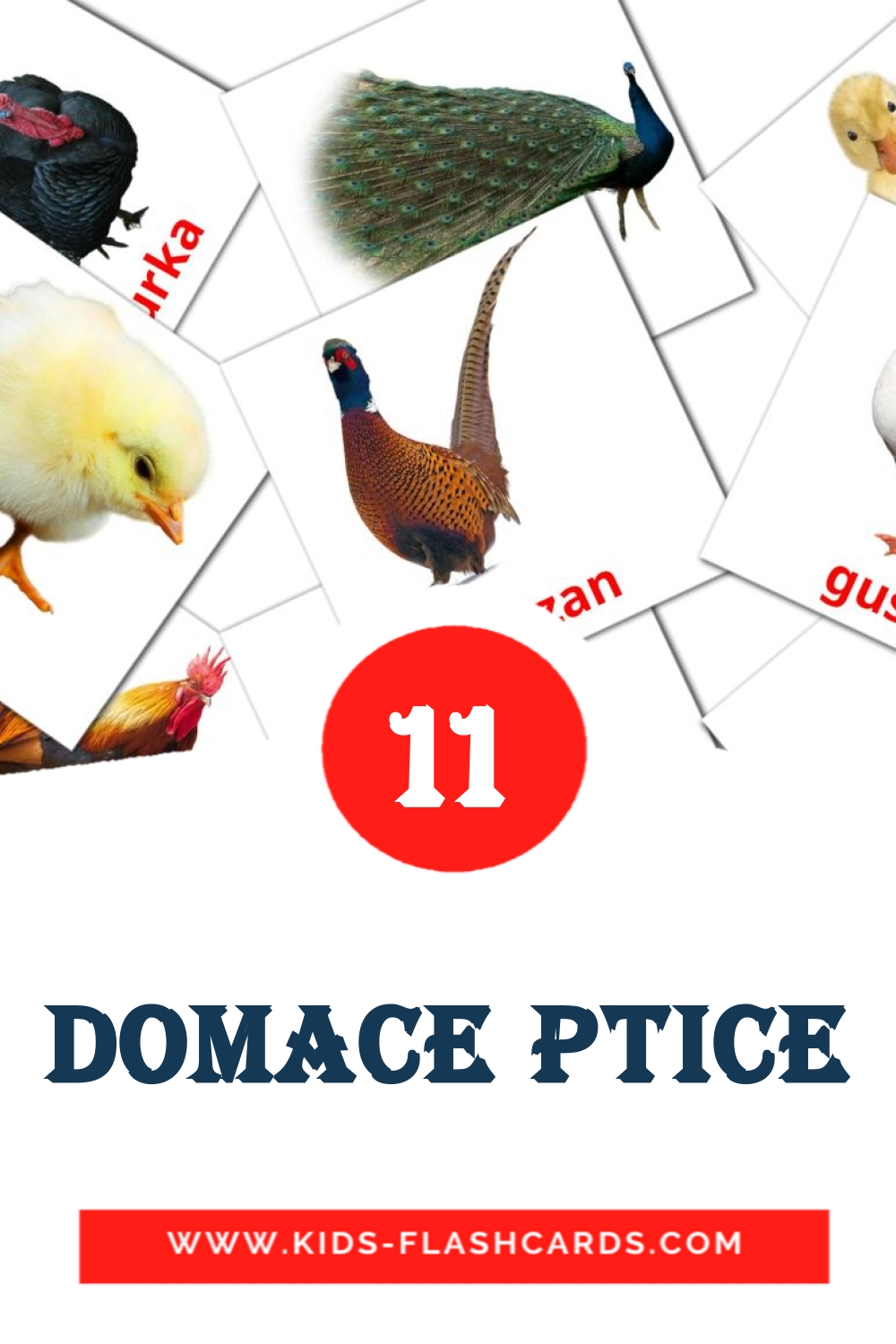 11 Domace ptice Picture Cards for Kindergarden in bosnian