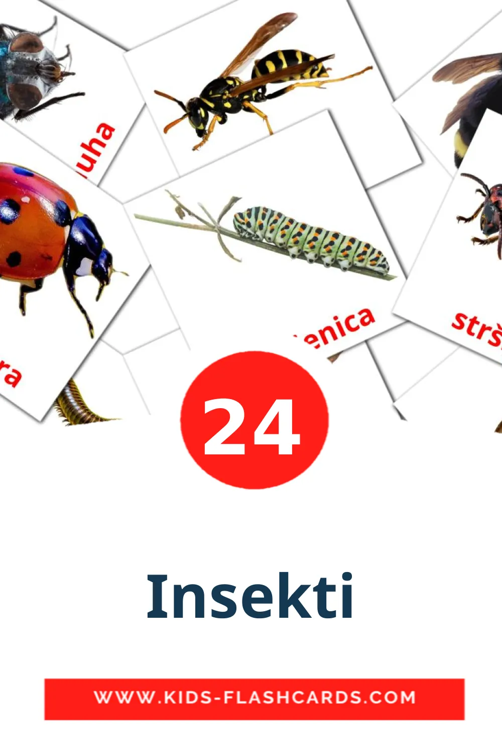 Insekti на боснийском для Детского Сада (24 карточки)