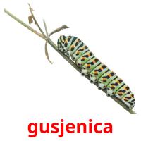gusjenica picture flashcards
