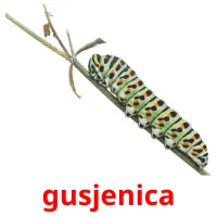 gusjenica карточки энциклопедических знаний