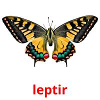 leptir picture flashcards