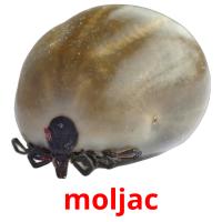 moljac flashcards illustrate