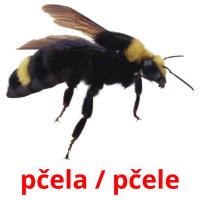 pčela / pčele Tarjetas didacticas