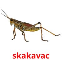 skakavac flashcards illustrate