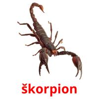 škorpion flashcards illustrate