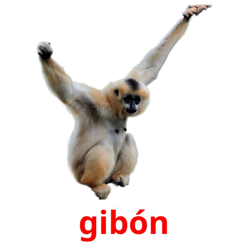 gibón picture flashcards