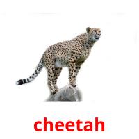 cheetah flashcards illustrate