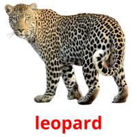 leopard flashcards illustrate