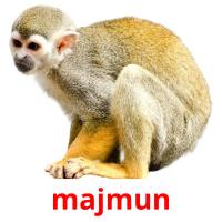 majmun picture flashcards