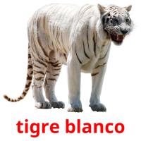 tigre blanco flashcards illustrate
