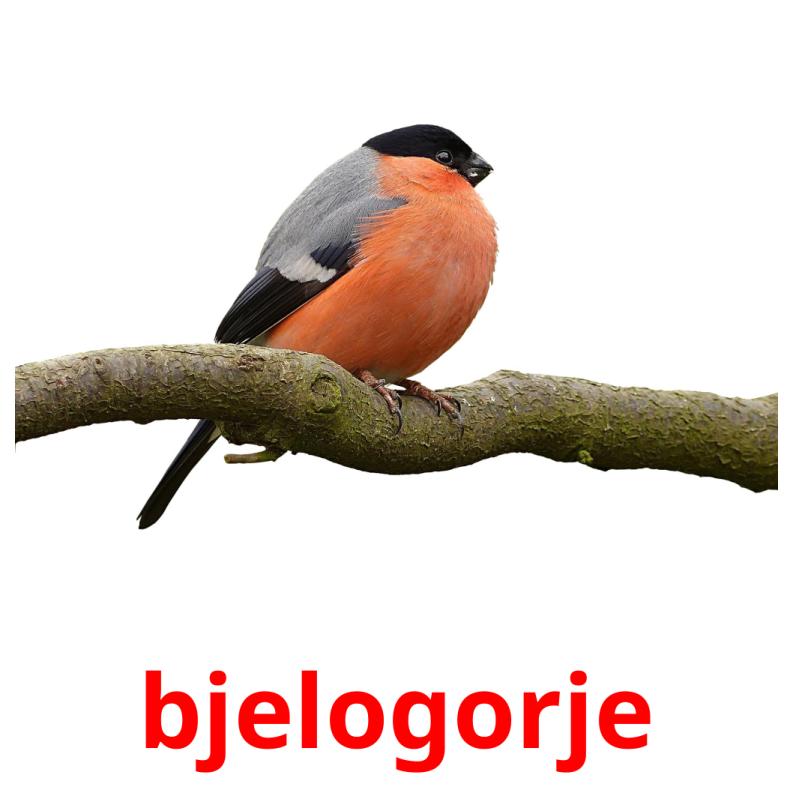bjelogorje picture flashcards