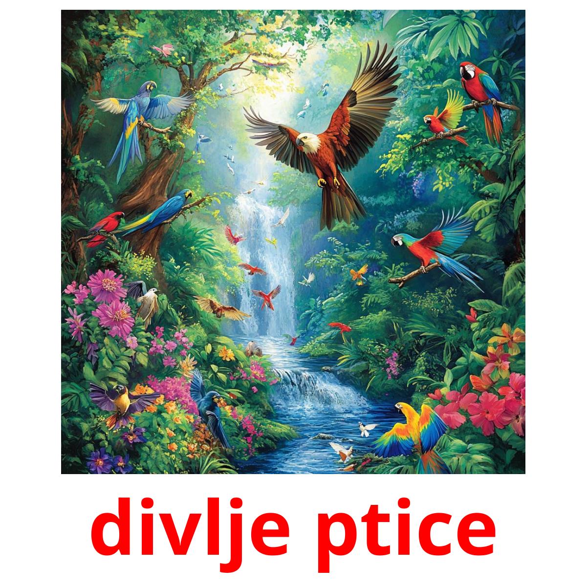 divlje ptice ansichtkaarten