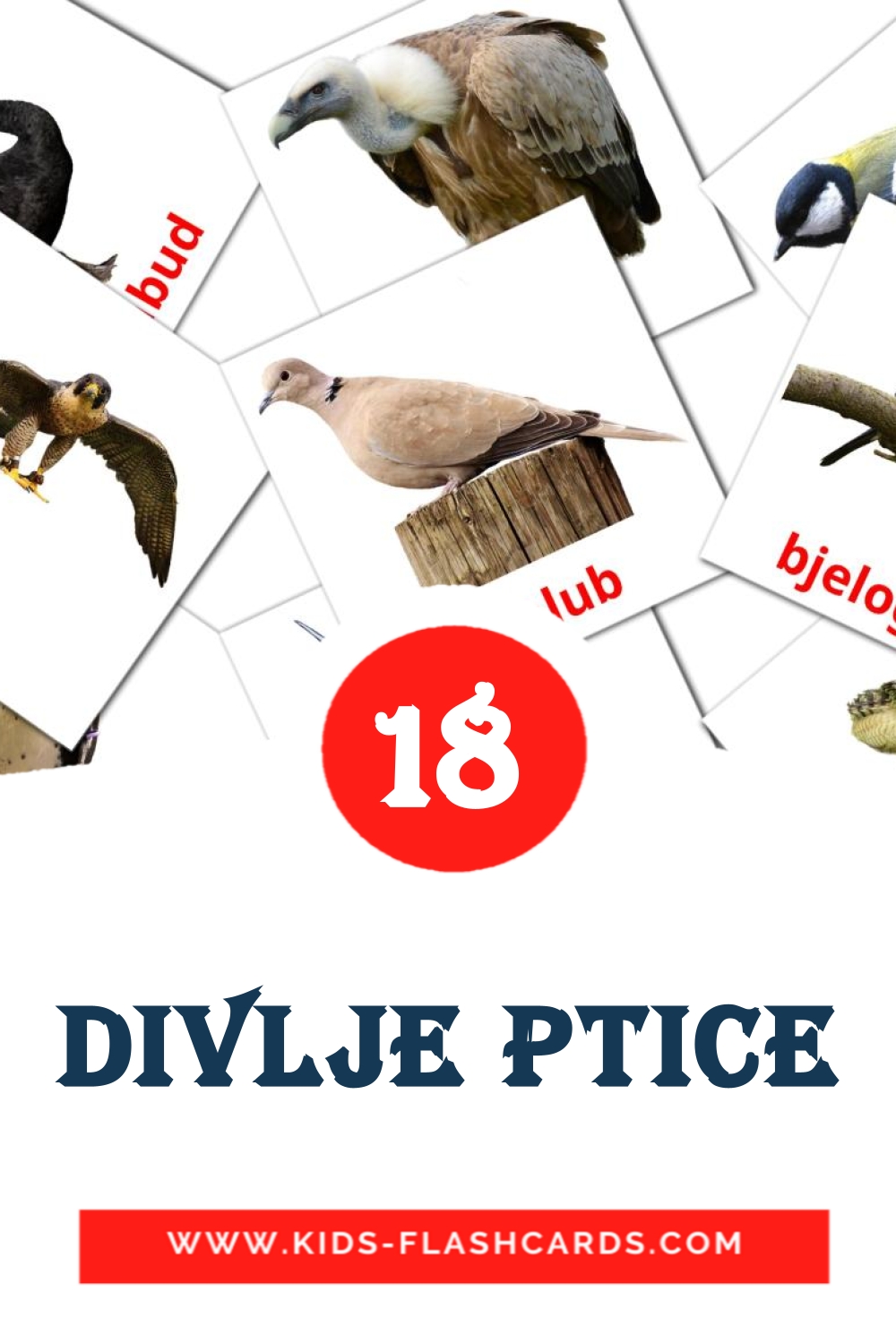 18 divlje ptice Bildkarten für den Kindergarten auf Bosnisch