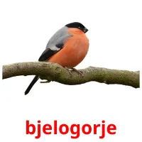 bjelogorje flashcards illustrate