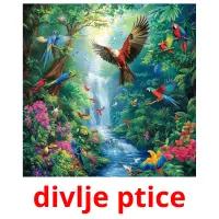 divlje ptice flashcards illustrate