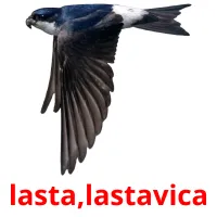 lasta,lastavica flashcards illustrate