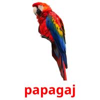 papagaj flashcards illustrate