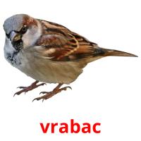 vrabac picture flashcards