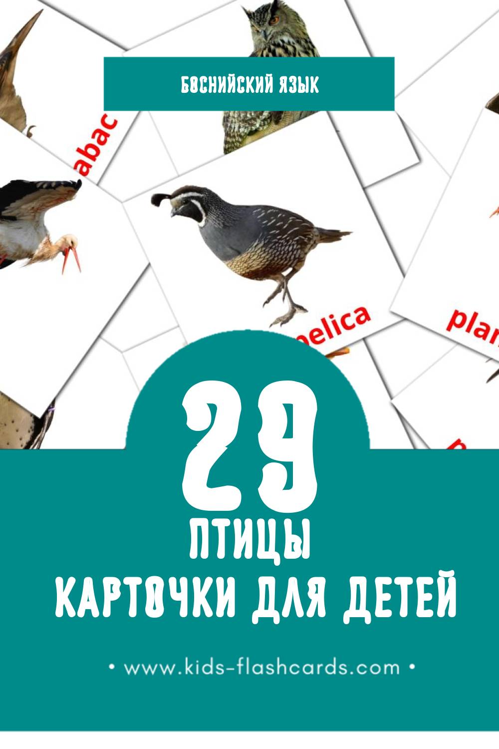 "Ptice" - Визуальный Боснийском Словарь для Малышей (11 картинок)