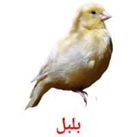 بلبل picture flashcards