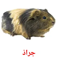 جراذ picture flashcards