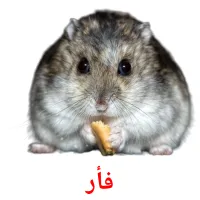 فأر picture flashcards