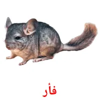 فأر picture flashcards