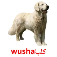 كَلْبٌwusha picture flashcards