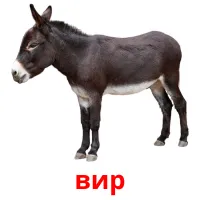 вир picture flashcards