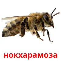 нокхарамоза picture flashcards